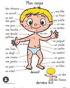 the parts of a baby's body in french