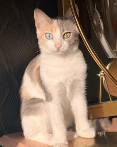 a white and brown cat sitting on top of a table next to a mirror with blue eyes