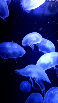 many jellyfish swimming in an aquarium tank with blue lighting and bubbles on the water