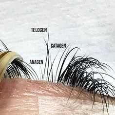 Lash Cycle Hair Growth, Lash Growth Cycle, Eyelash Cycle, Lash Cycle, Eyelash Growth Cycle, Lash Lounge, Lash Extentions, Short Eyelashes