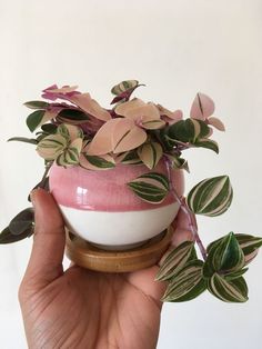 a hand holding a plant in a white and pink vase