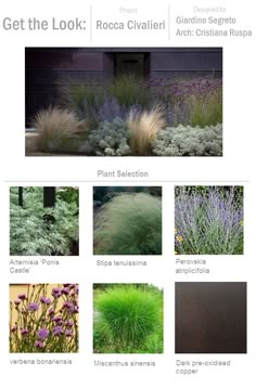 various types of plants and flowers are shown in this page, with the title get the look