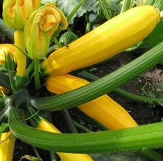 yellow flowers and green leaves in the ground next to some plants with long stems on them