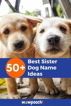 two puppies standing next to each other with the words 50 best sister dog name ideas