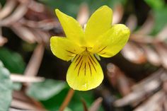 a small yellow flower with brown stripes on it's petals and green leaves in the background