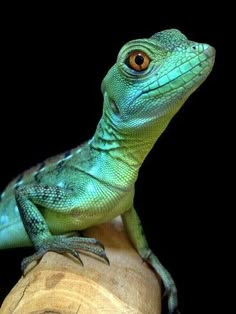 a green lizard sitting on top of a piece of wood