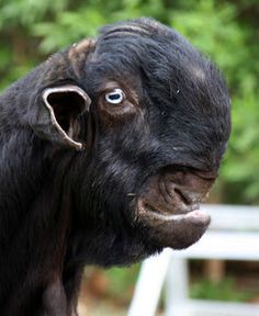 a close up of a black goat's face with trees in the background