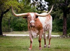 a brown and white bull with large horns standing in the grass