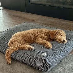 a brown dog laying on top of a black and white cushion