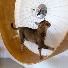 a cat standing on top of a wooden shelf next to a bicycle tire wheel in a room