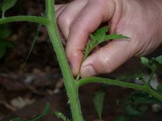 a person holding onto a green plant in their left hand and touching it with the other hand