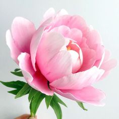 a pink flower with green leaves in a white vase on a table next to a person's hand