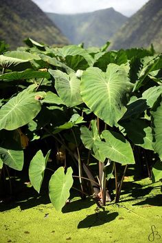 large green plants with mountains in the background