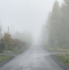 a foggy road with trees and bushes on both sides