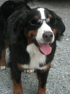 a black and white dog wearing sunglasses standing on gravel with it's tongue out