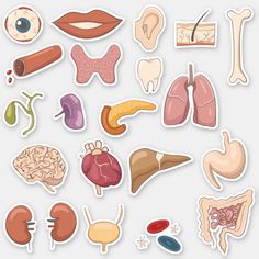 a collection of stickers with different types of human body organs and their corresponding parts