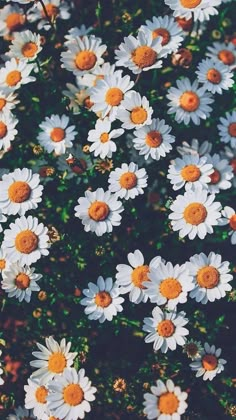 pink and white flowers with yellow centers in the middle