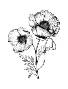 Poppy Tattoo Sleeve, Flower Drawing Tattoo, Black And White Tattoo, White Tattoos, Flower Tattoo Drawings, Poppy Fields