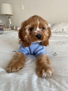 a small brown dog laying on top of a bed wearing a blue shirt and looking at the camera