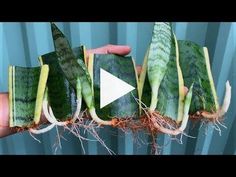 someone is holding up some plants with roots in their hands and the video below shows how to grow them