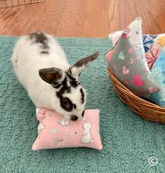 a rabbit is playing with a pillow on the floor