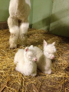 two baby lambs are sitting in hay next to a large white poodle dog