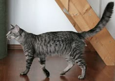 a cat standing on top of a hard wood floor next to a wooden stair case