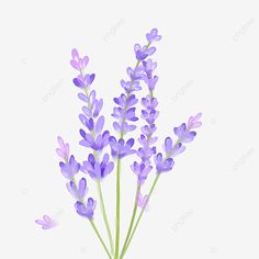 lavender flowers on a white background