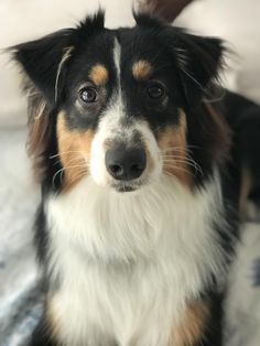 a black, white and brown dog sitting on top of a bed