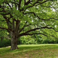 a large tree in the middle of a field with grass and trees on both sides