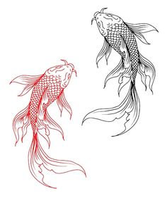 two koi fish swimming side by side on a white background, one is red and the other is black