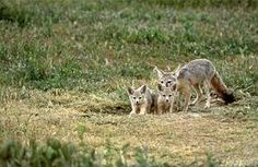 an adult wolf with two young cubs in the grass