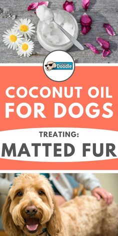 coconut oil for dogs is the best way to treat your dog's fur