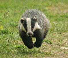 a badger running across a grass covered field