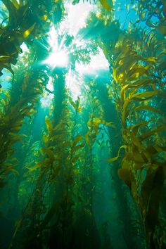 an image of the sun shining through seaweed in the middle of the ocean with words below it