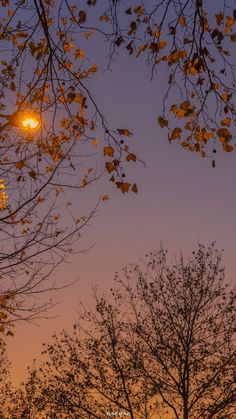 trees and street lights in the evening sky