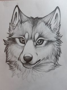 a pencil drawing of a wolf's face