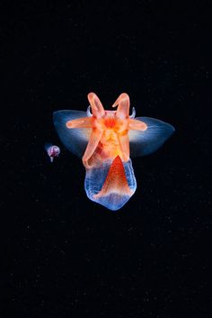 an orange and blue insect flying through the air