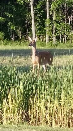 a deer standing in tall grass next to trees