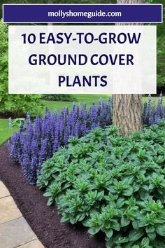 an easy to grow ground cover plant in front of a tree with purple flowers around it