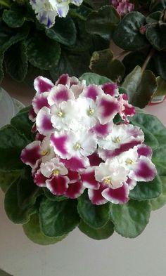 purple and white flowers are in a pot on the table next to another plant with green leaves