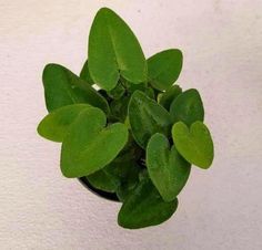 a small potted plant with green leaves on the top is sitting on a white surface