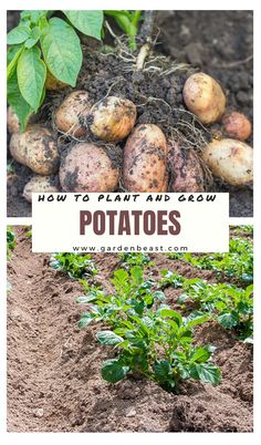 potatoes growing in the ground with text overlay reading how to plant and grow potatoes