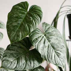 a green leafy plant in front of a white wall