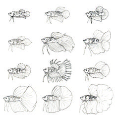 the different types of fish that can be seen in this drawing