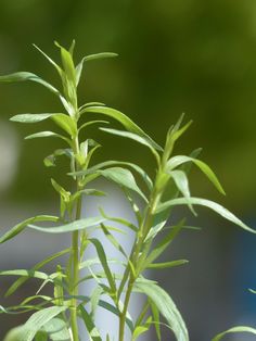 a plant with green leaves in front of a blurry background