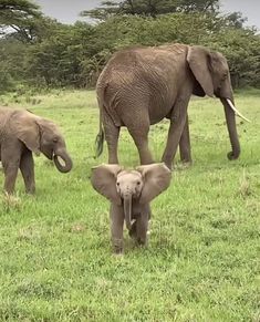 two adult elephants and one baby elephant standing in the grass