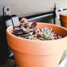 a potted plant sitting on top of a table