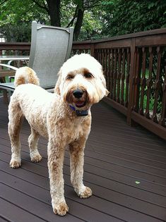 a white dog standing on top of a wooden deck