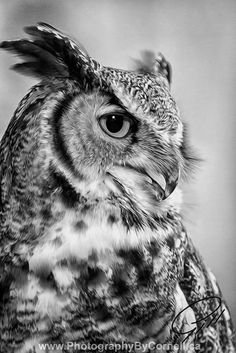 an owl is shown in black and white